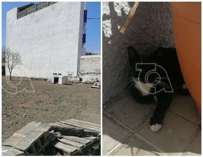 Terreno donde vivía la colonia de 12 gatos y único felino que queda en el lugar/TA.